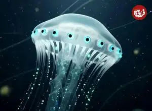 ببینید| کشف یک ژله‌ماهی عجیب با ۲۴ چشم!