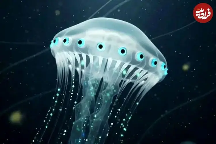 ببینید| کشف یک ژله‌ماهی عجیب با ۲۴ چشم!
