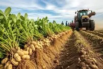 ببینید| چگونه آمریکایی ها صدها تن بادام زمینی را برداشت و فرآوری می کنند؟