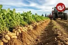 ببینید| چگونه آمریکایی ها صدها تن بادام زمینی را برداشت و فرآوری می کنند؟