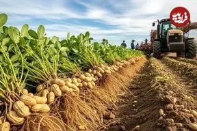 ببینید| چگونه آمریکایی ها صدها تن بادام زمینی را برداشت و فرآوری می کنند؟