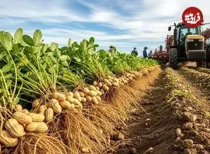 ببینید| چگونه آمریکایی ها صدها تن بادام زمینی را برداشت و فرآوری می کنند؟