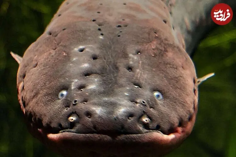این جانور مرگبار تا ۶۰۰ ولت برق تولید می کند!