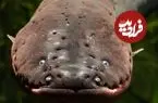 این جانور مرگبار تا ۶۰۰ ولت برق تولید می کند!