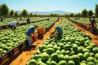 (ویدئو) فرآیند جالب و دیدنی پرورش و برداشت میلیون ها تن هندوانه در چین