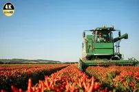 ببینید| مراحل کاشت و برداشت فلفل قلمی و تولید پودر فلفل در چین