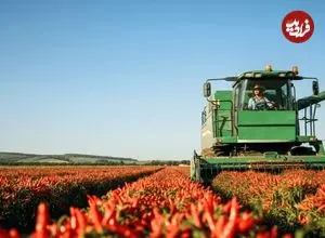 ببینید| مراحل کاشت و برداشت فلفل قلمی و تولید پودر فلفل در چین