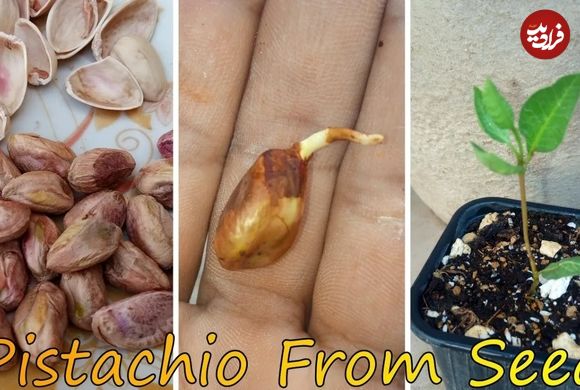 (ویدئو) یک روش ساده و سریع برای کاشت پسته در آپارتمان