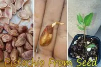 (ویدئو) یک روش ساده و سریع برای کاشت پسته در آپارتمان