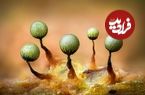 تصاویر؛ عکس‌هایی که دنیای حیرت‌انگیز «قارچ‌ها» را به نمایش می‌گذارند