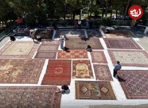 ماجرای قطع درختان موزه فرش