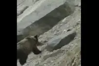 ( ویدیو) صحنه ای حیرت انگیز از خرس گرسنه ای که به دنبال شکار بز کوهی جانش را از دست داد 