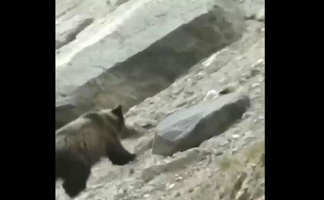 ( ویدیو) صحنه ای حیرت انگیز از خرس گرسنه ای که به دنبال شکار بز کوهی جانش را از دست داد 