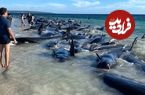 (ویدئو) تلاش برای نجات ده‌ها نهنگ به گل نشسته در غرب استرالیا