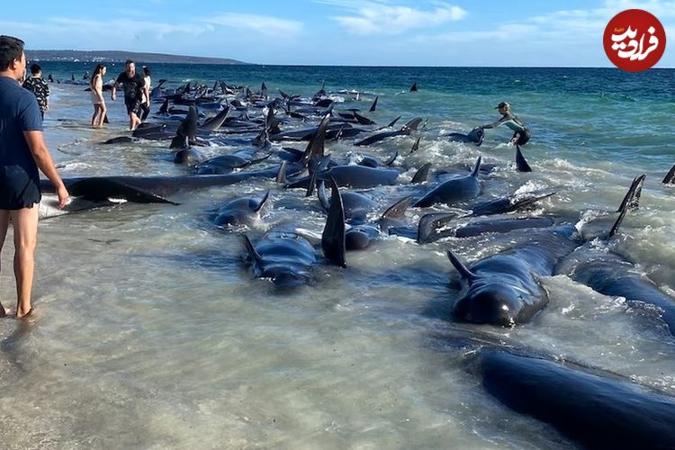 (ویدئو) تلاش برای نجات ده‌ها نهنگ به گل نشسته در غرب استرالیا