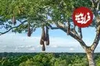 پرندگانی که شگفت‌انگیزترین لانه‌ها را می‌سازند