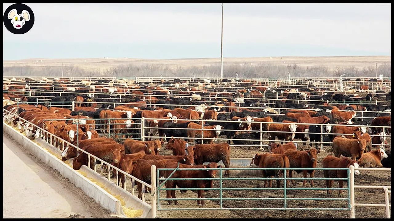 (ویدئو) فرآیند پرورش و پردازش گوشت گاو در بزرگترین کارخانه و مزارع استرالیا
