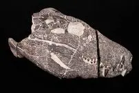 هیولای 70 میلیون ساله از دل سنگ بیرون آمد