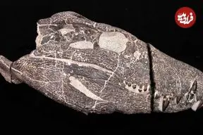 هیولای 70 میلیون ساله از دل سنگ بیرون آمد