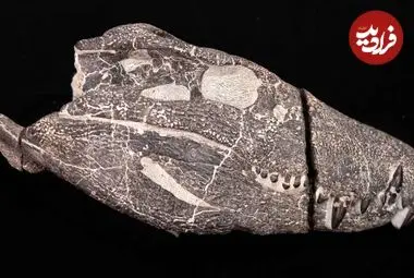 هیولای 70 میلیون ساله از دل سنگ بیرون آمد