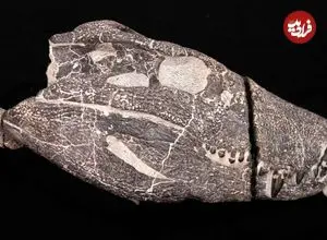 هیولای 70 میلیون ساله از دل سنگ بیرون آمد