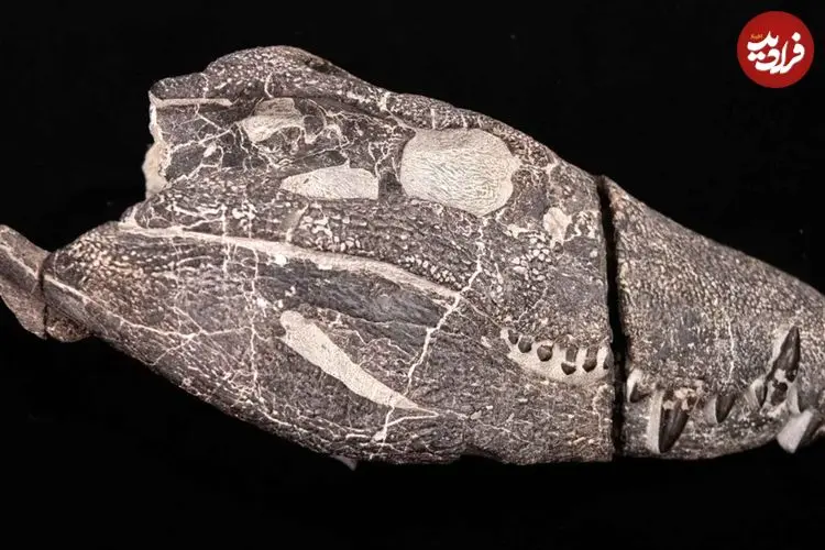 هیولای 70 میلیون ساله از دل سنگ بیرون آمد