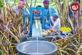 ببینید| غذای روستایی در هند؛ برداشت نیشکر از مزرعه و تهیه نوشیدنی با آن