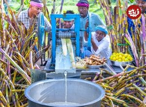 ببینید| غذای روستایی در هند؛ برداشت نیشکر از مزرعه و تهیه نوشیدنی با آن