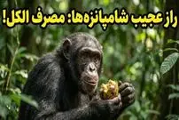 عکس؛ شامپانزه‌ها هم «مست» می‌کنند! کشف عجیب دانشمندان درباره اعتیاد حیوانات