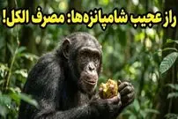 عکس؛ شامپانزه‌ها هم «مست» می‌کنند! کشف عجیب دانشمندان درباره اعتیاد حیوانات