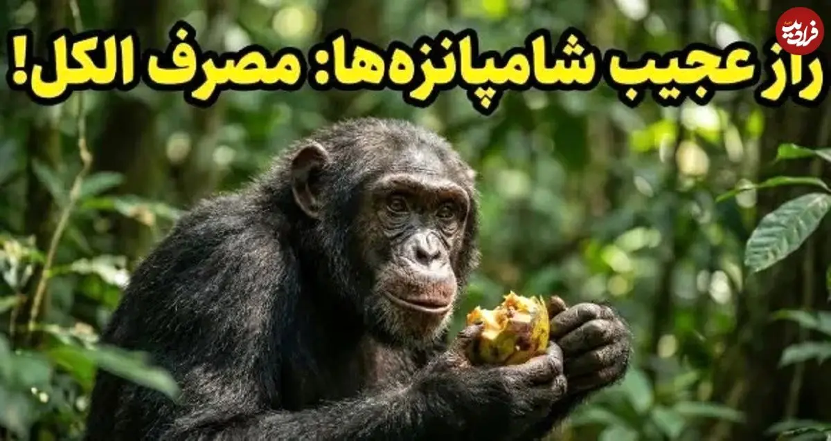عکس؛ شامپانزه‌ها هم «مست» می‌کنند! کشف عجیب دانشمندان درباره اعتیاد حیوانات
