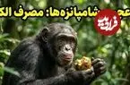 عکس؛ شامپانزه‌ها هم «مست» می‌کنند! کشف عجیب دانشمندان درباره اعتیاد حیوانات