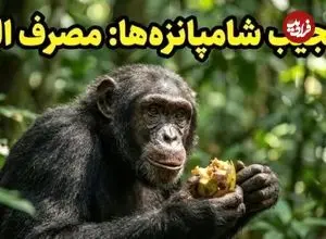 عکس؛ شامپانزه‌ها هم «مست» می‌کنند! کشف عجیب دانشمندان درباره اعتیاد حیوانات