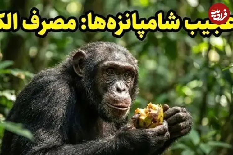 عکس؛ شامپانزه‌ها هم «مست» می‌کنند! کشف عجیب دانشمندان درباره اعتیاد حیوانات