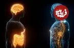 کاهش چربی شکم، مغز را چند دهه‌ جوان می‌کند