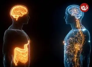 کاهش چربی شکم، مغز را چند دهه‌ جوان می‌کند