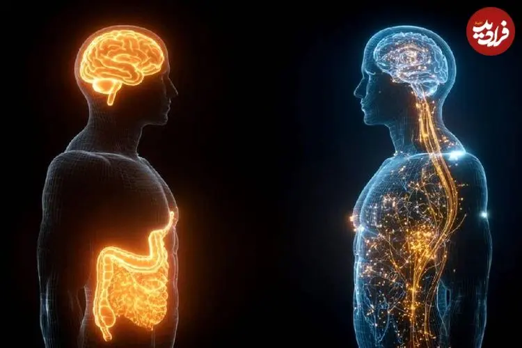 کاهش چربی شکم، مغز را چند دهه‌ جوان می‌کند