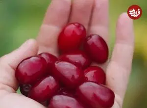 یافته جدید دانشمندان درباره تأثیر آب زغال‌اخته بر سلامت دندان