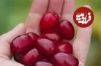 یافته جدید دانشمندان درباره تأثیر آب زغال‌اخته بر سلامت دندان