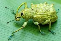 تصاویر؛ کشف یک سرخرطومی عجیب در آمازون