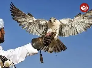 ببینید| جشنواره شاهین‌بازی در عربستان