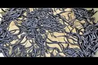 (ویدئو) مزرعه پرورش مار؛ نمایی از لحظه تولد 3 هزار مار کبرای سمی