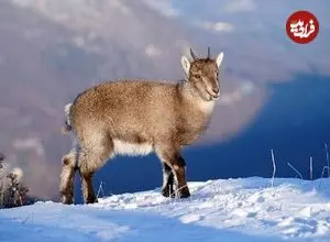 ببینید| شادی خالص یک بزغاله در دل برف