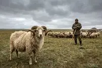 موش‌ها ناقل طاعون عصر برنز نبودند؛ دانشمندان متهم اصلی را پیدا کردند