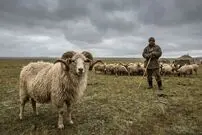 موش‌ها ناقل طاعون عصر برنز نبودند؛ دانشمندان متهم اصلی را پیدا کردند