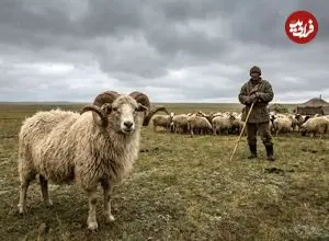 موش‌ها ناقل طاعون عصر برنز نبودند؛ دانشمندان متهم اصلی را پیدا کردند