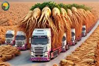 ببینید| مراحل دیدنی کاشت، برداشت و فرآوری جینسینگ در کره جنوبی