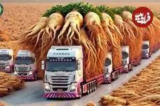 ببینید| مراحل دیدنی کاشت، برداشت و فرآوری جینسینگ در کره جنوبی