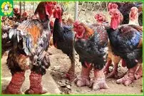 (ویدئو) فرآیند پرورش هزاران مرغ پاگنده و محلی توسط کشاورزان شرق آسیایی