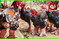 (ویدئو) فرآیند پرورش هزاران مرغ پاگنده و محلی توسط کشاورزان شرق آسیایی
